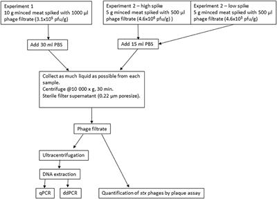 Persistence of a Stx-Encoding Bacteriophage in Minced Meat Investigated by Application of an Improved DNA Extraction Method and Digital Droplet PCR